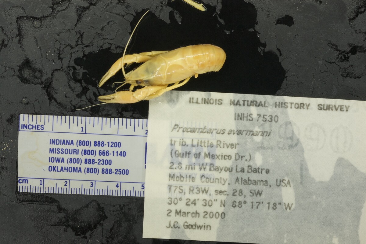 Procambarus evermanni image